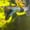 Image of Super Green Dragon Halfmoon