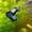 Image of Super Green Dragon Halfmoon
