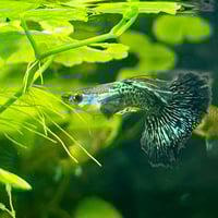 Image of Super Green Dragon Halfmoon
