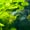 Image of Super Green Dragon Halfmoon