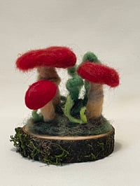 Image 1 of Red Mushrooms
