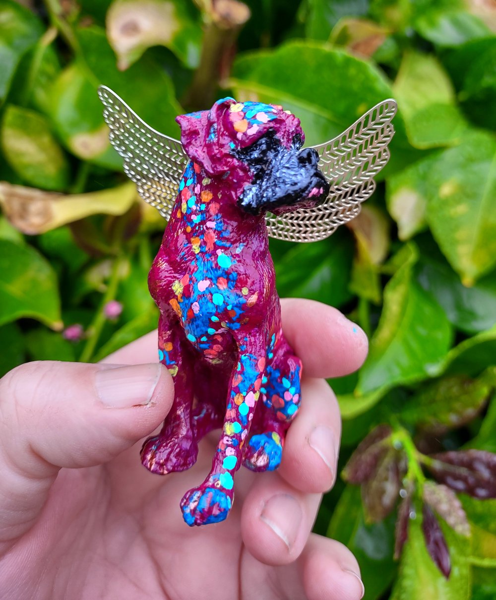 Female Plum Rainbow Boxer Angel 