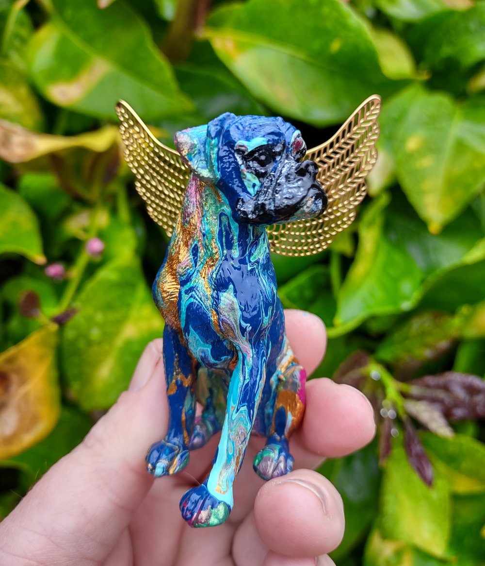 Male Blue Gold Aqua Rainbow Boxer Angel 