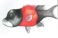 Image 4 of Sheepshead Sticker