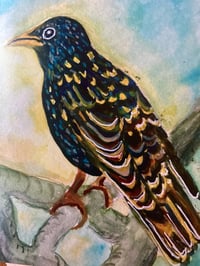Image 4 of Bird Greeting Cards- Solitary Starling