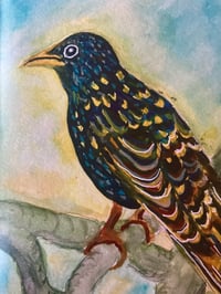 Image 5 of Bird Greeting Cards- Solitary Starling