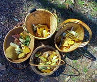 Image 5 of Full Day Foraging Workshop <br>( 6- HOURS )</br>