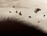 Image 2 of Soaring - Main Edition AP 1/5