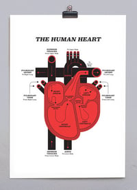 Image 1 of Human Heart