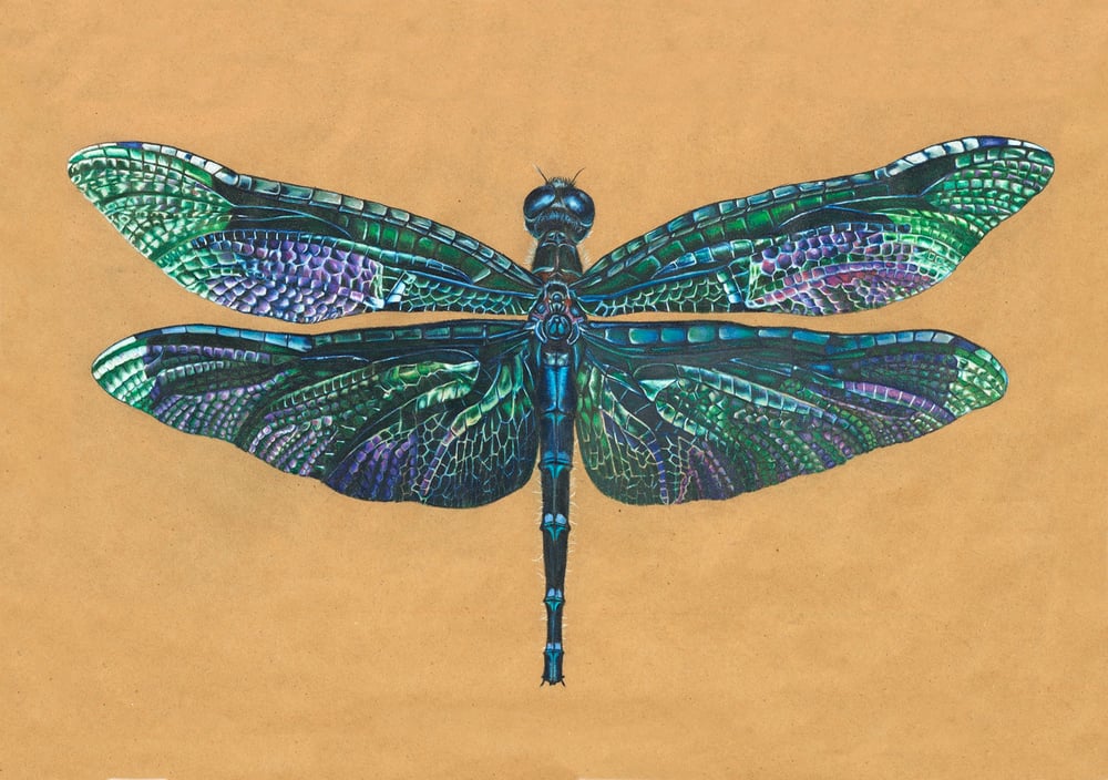 Image of Dragonfly Card 5x7"