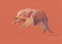 Image 1 of Suzie the Southern Tamandua