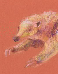 Image 2 of Suzie the Southern Tamandua