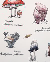 Image 3 of "Absonderliche Pilze" - handcoloured screenprint