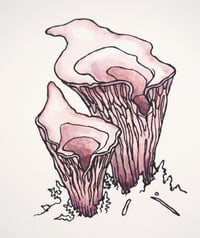 Image 5 of "Absonderliche Pilze" - handcoloured screenprint