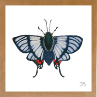 Image 14 of Insect Cards