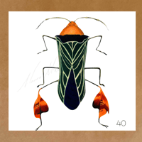 Image 19 of Insect Cards