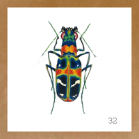 Image 11 of Insect Cards