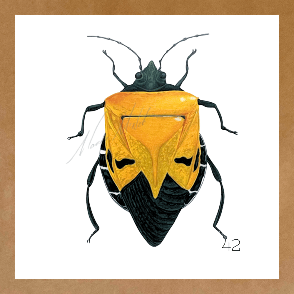 Image of Insect Cards