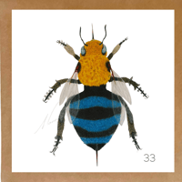 Image 12 of Insect Cards