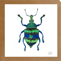 Image 1 of Insect Cards