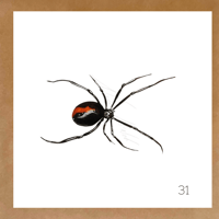 Image 10 of Insect Cards