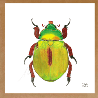 Image 5 of Insect Cards