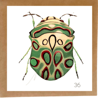 Image 15 of Insect Cards