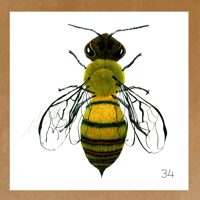 Image 13 of Insect Cards