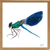 Image 2 of Insect Cards