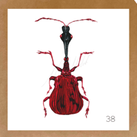 Image 17 of Insect Cards