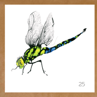 Image 4 of Insect Cards