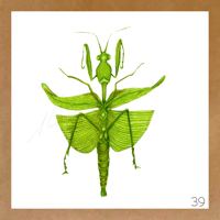 Image 18 of Insect Cards