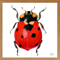 Image 3 of Insect Cards