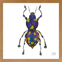 Image 8 of Insect Cards