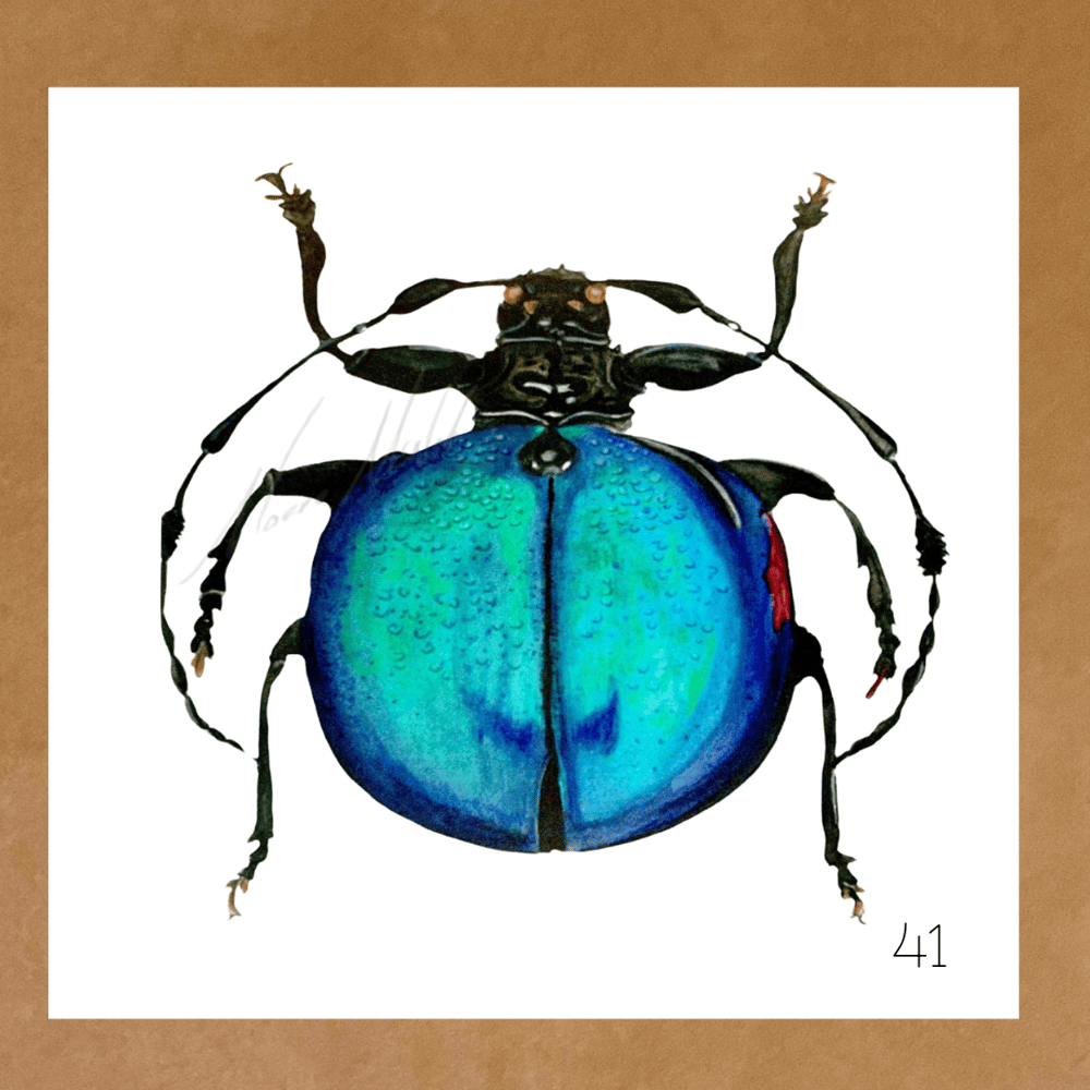 Image of Insect Cards