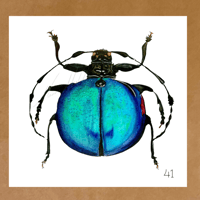 Image 20 of Insect Cards