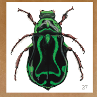 Image 6 of Insect Cards