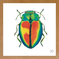 Image 9 of Insect Cards