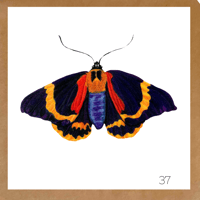 Image 16 of Insect Cards