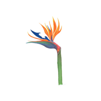 Sterlitzia nicolia Bird of paradise
