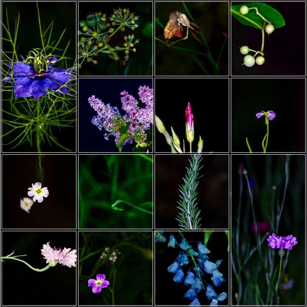 Image of 14 greeting cards "Night Flowers"