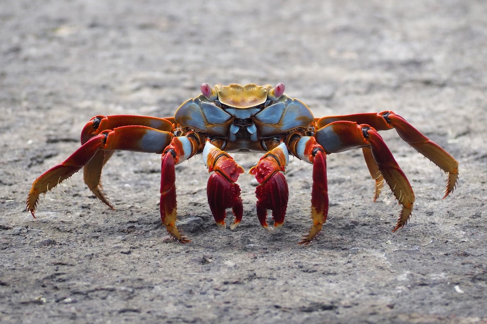 Image of Lil' Crab Necklace 🦀