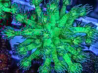 Image 1 of SF Glitter Goni 10 polyps 