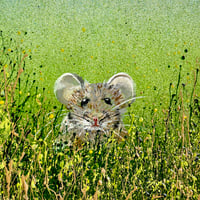 Image 2 of ‘A little mouse told me’ greetings card