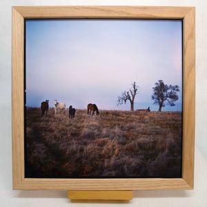 Horses On The San Joaquin County Line 