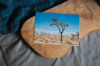 film print // joshua tree 01
