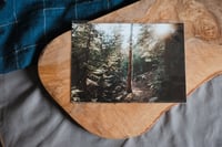 film print // sunrise forest walk