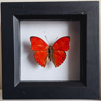 Framed - Blood Red Glider Butterfly II