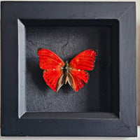 Framed - Blood Red Glider Butterfly