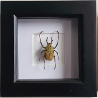 Framed - Wallichii Antler Beetle